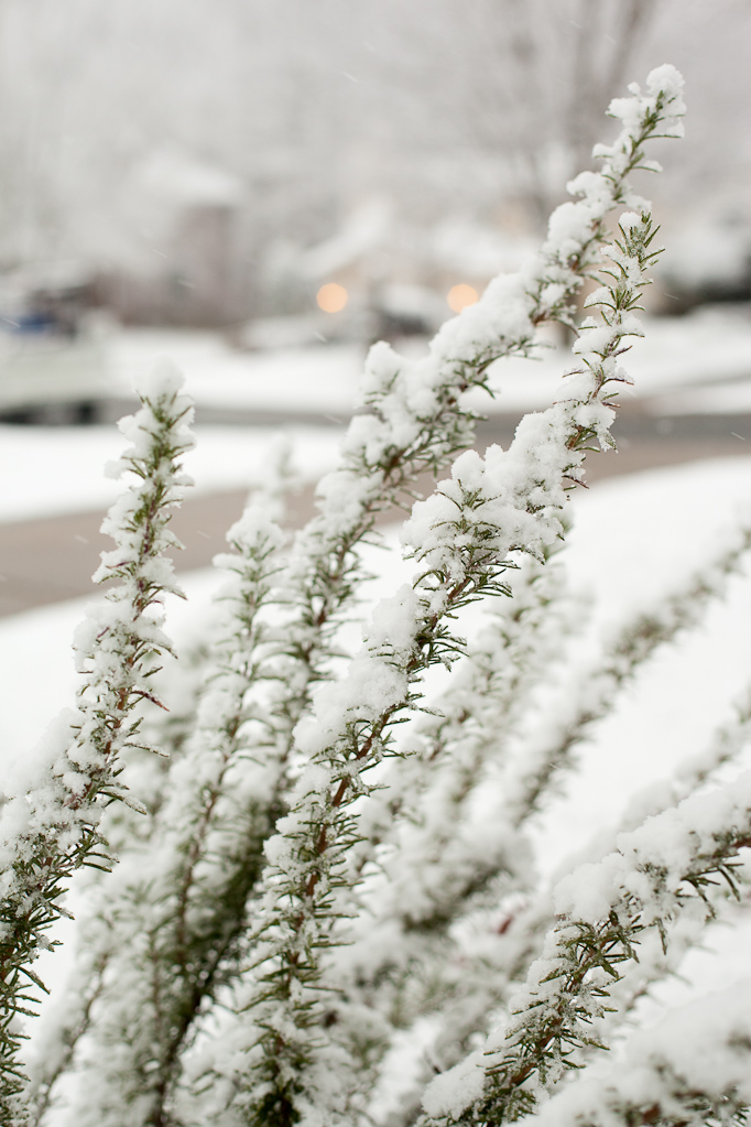 Snowy Saturday